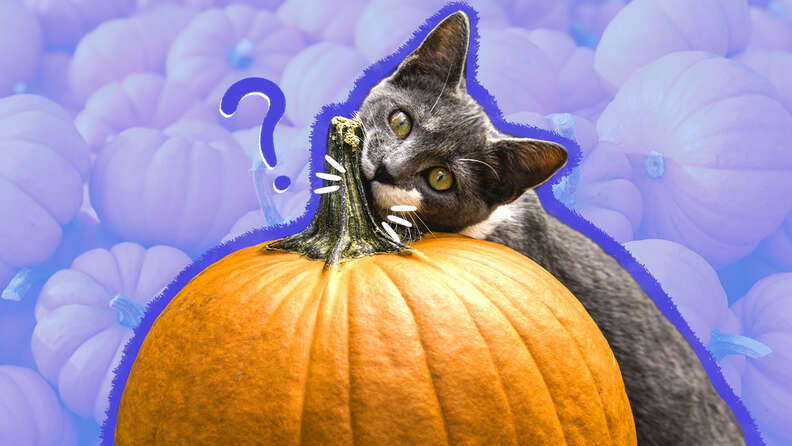 cat eating pumpkin