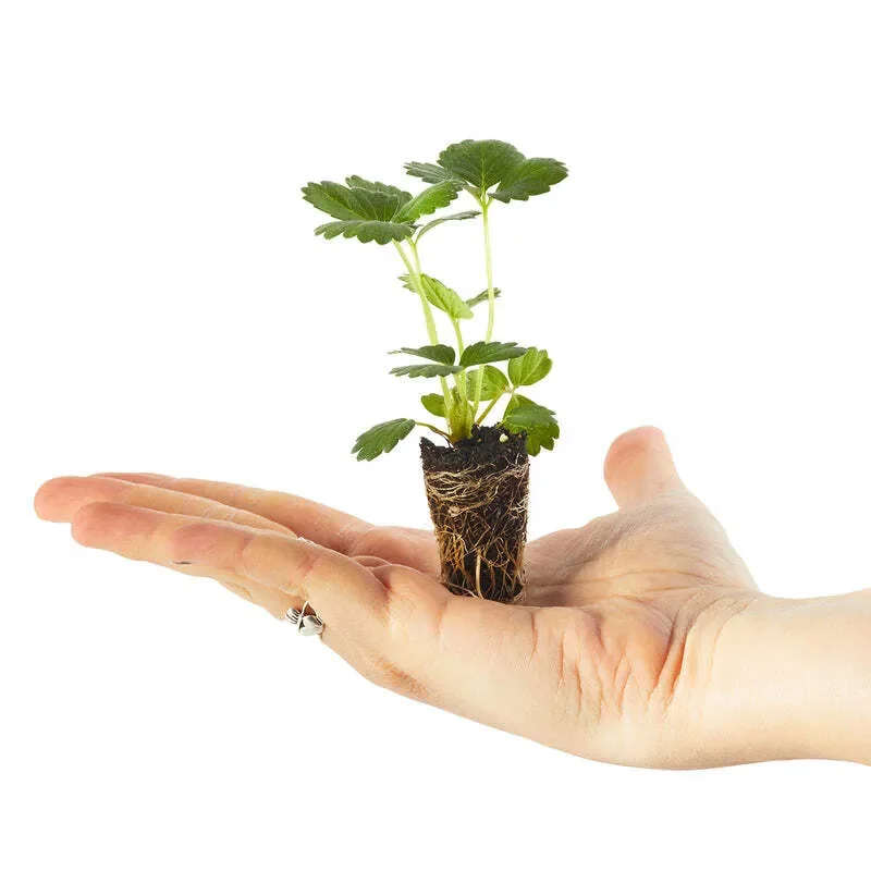 Strawberry Montana Plantlings 3-Pack