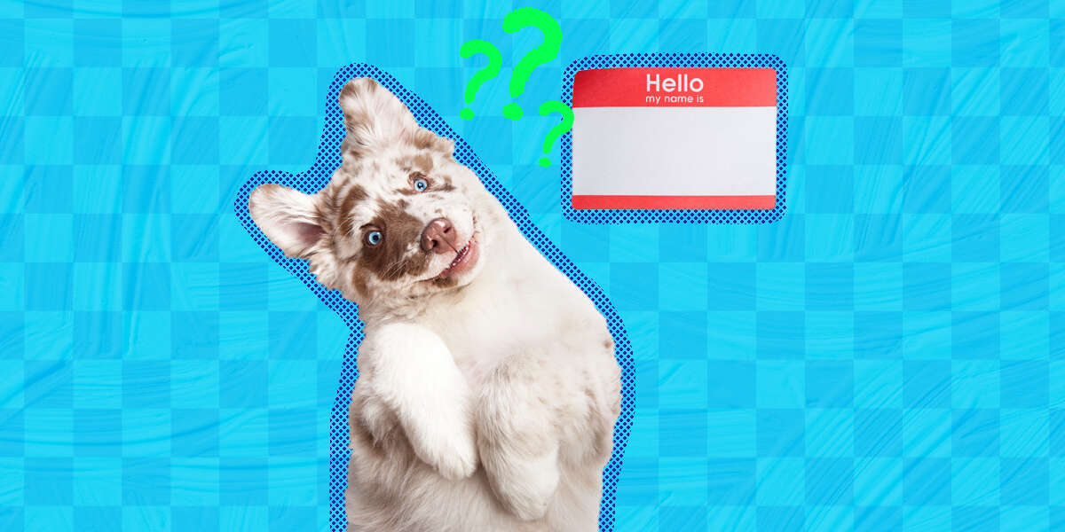 Boy Dog Names: 180+ Options, From Classic To Unique - DodoWell - The Dodo