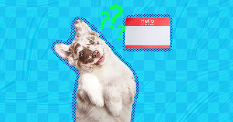 Classic male dog names deals