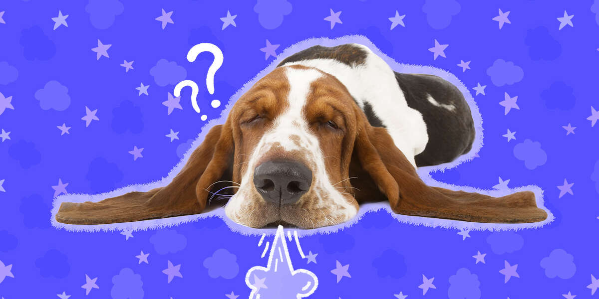 Why Do Dogs Sigh? A Vet Explains This Behavior DodoWell The Dodo