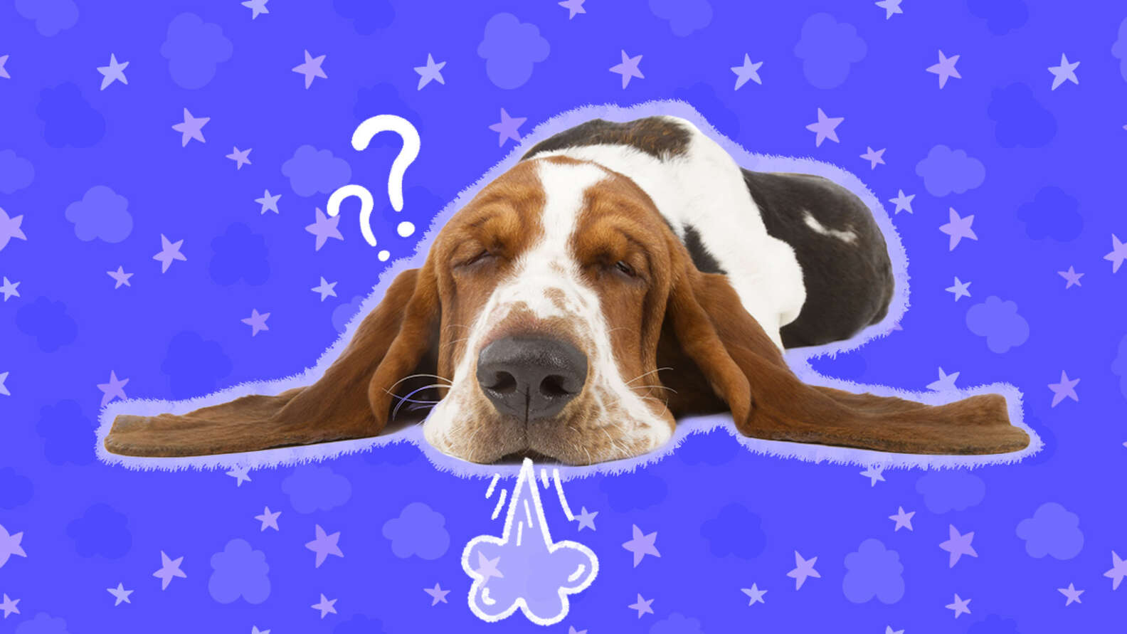 Why Do Dogs Sigh? A Vet Explains This Behavior DodoWell The Dodo