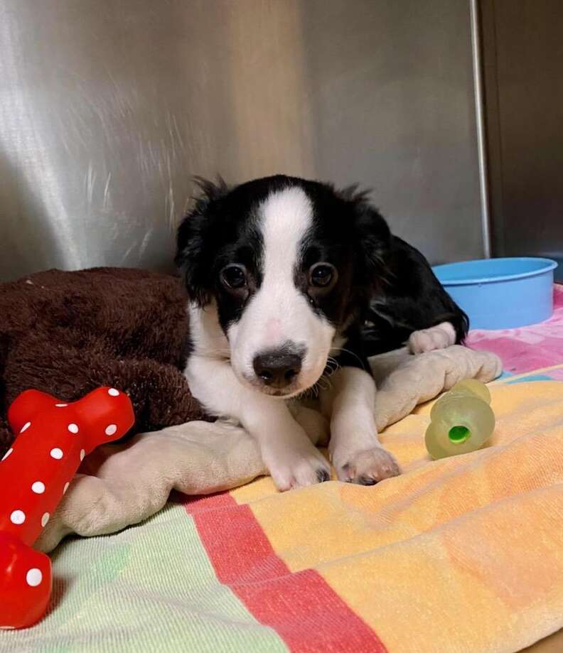 can a beagle and a border collie be friends