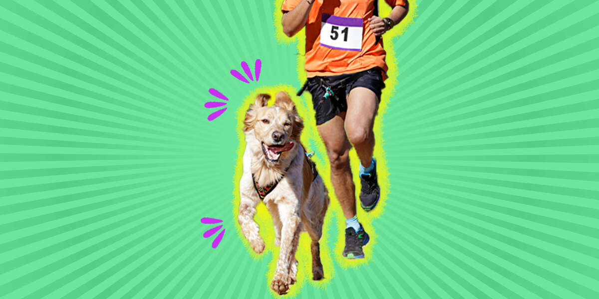 A Guide To Running With Your Dog Safely DodoWell The Dodo