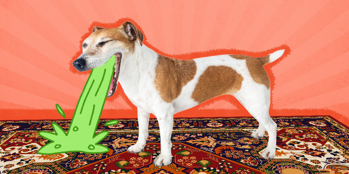 Clean up dog top vomit on carpet