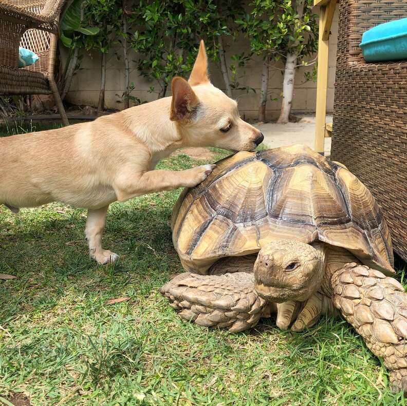dog and tortoise best friends