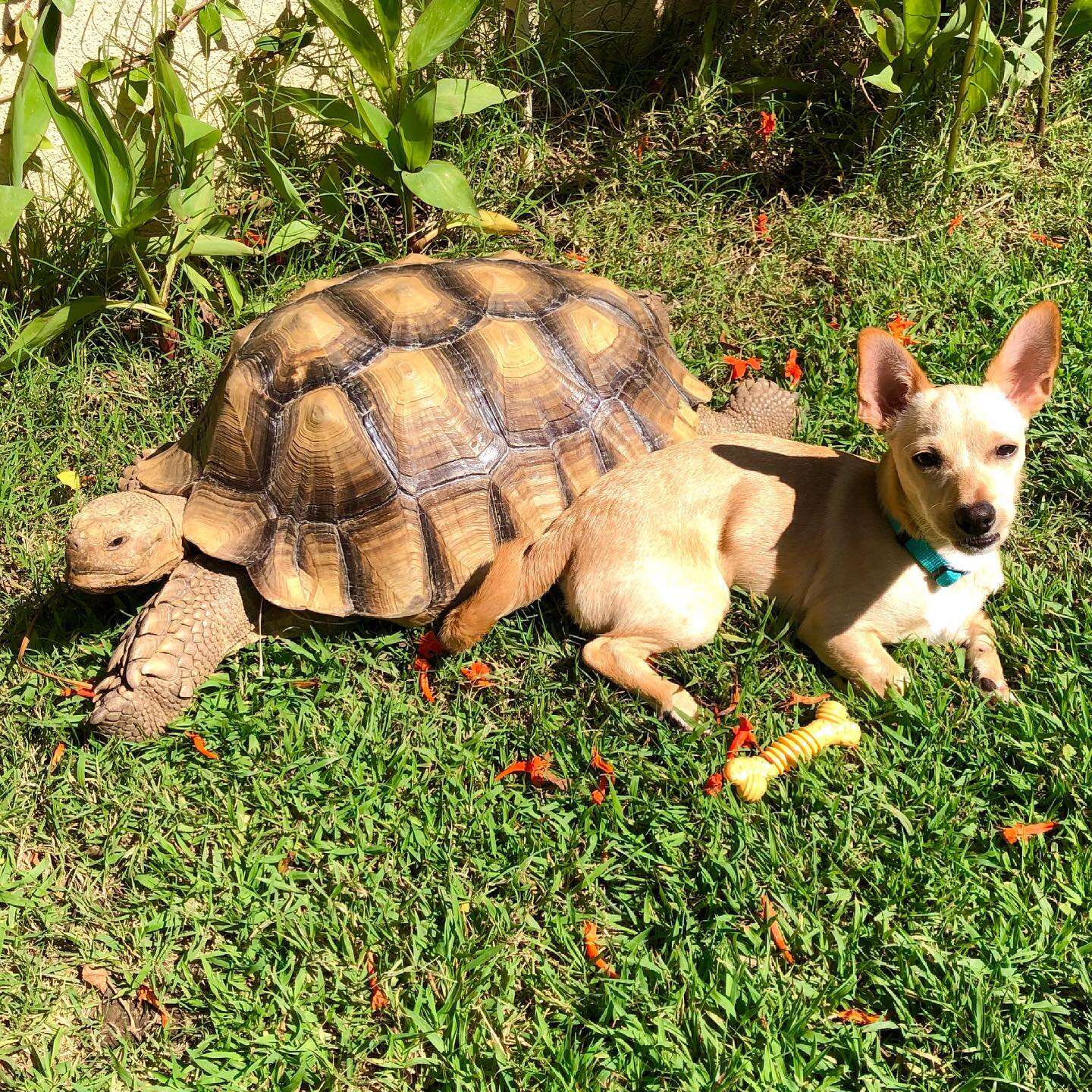 dog and tortoise