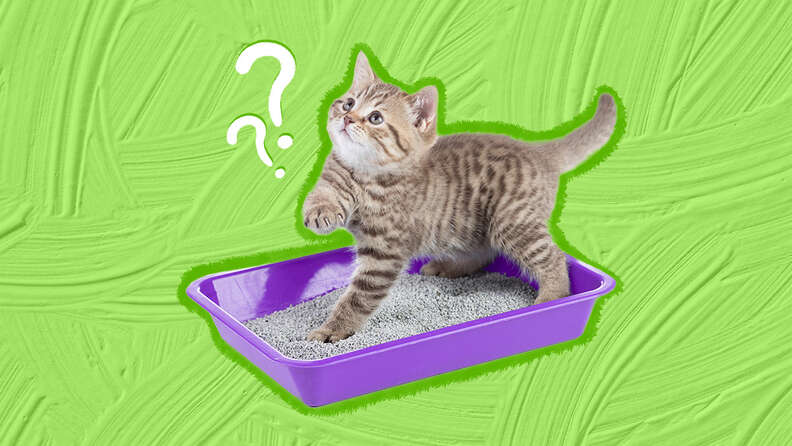 How to get a new kitten to use clearance the litter box