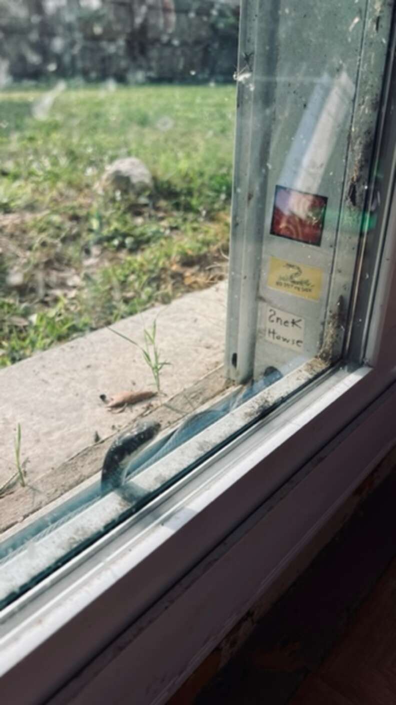 Snake Moves Into Hole In Door And Family Makes Sure He's Protected - The  Dodo