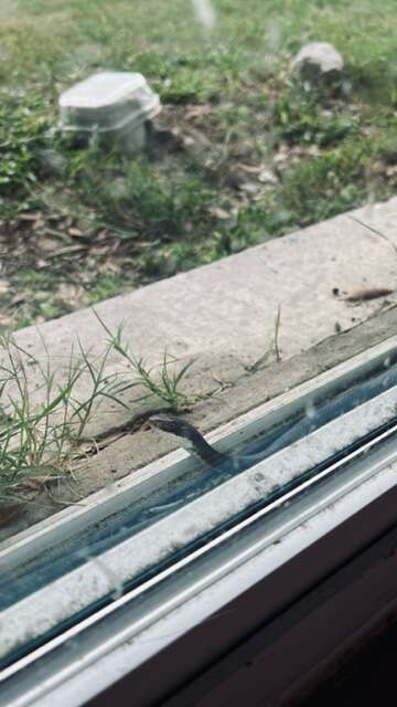 Snake Moves Into Hole In Door And Family Makes Sure He's Protected - The  Dodo