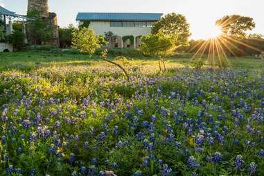 Austin botanic garden