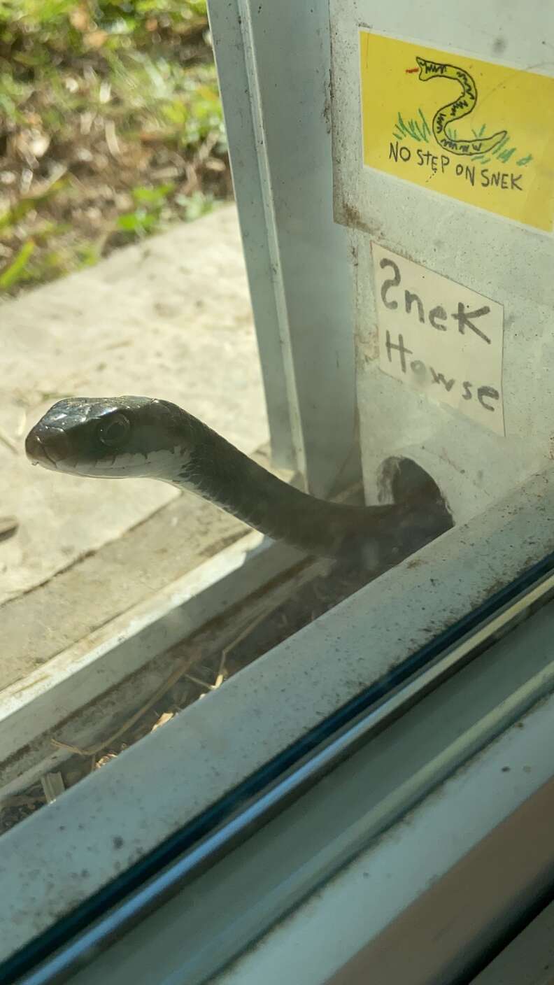 Snake Moves Into Hole In Door And Family Makes Sure He's Protected - The  Dodo