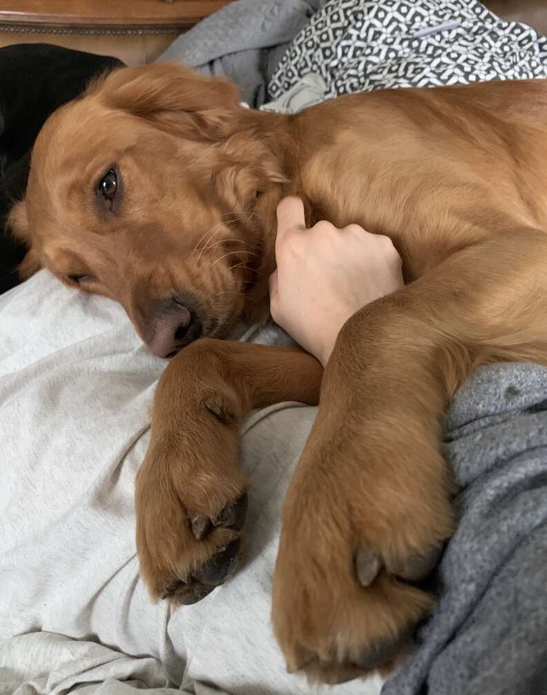 Dog tries to tell mom she's about to go into labor