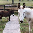 Persistent Donkey Befriends The Donkey Who Hates Everyone
