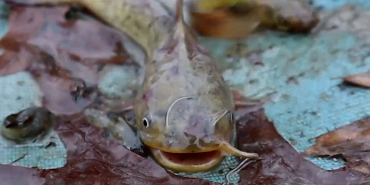 Guy Saves Hundreds Of Stranded Catfish Videos The Dodo