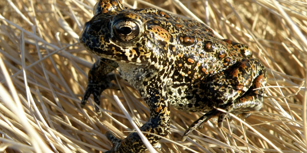 Nevada Toad Receives Emergency Protection To Halt Geothermal Plant Threat - Vimarsana News