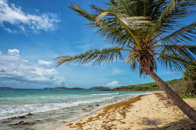 palm tree and sea against sky