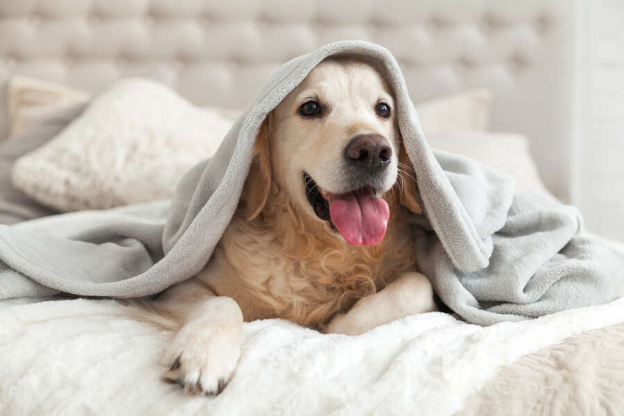 Pet Friendly Vacation Rentals Where To Book Now Thrillist