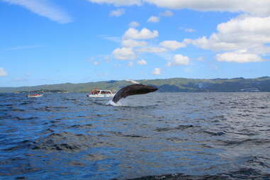 Whale watching in the Bay of Samana