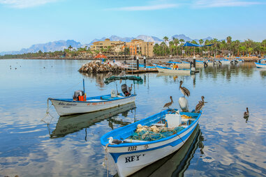 birds on boats near the docks of a seaside city