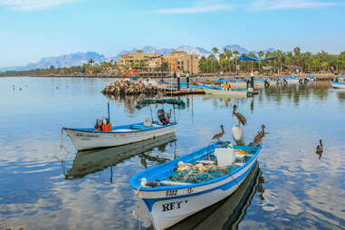 birds on boats near the docks of a seaside city