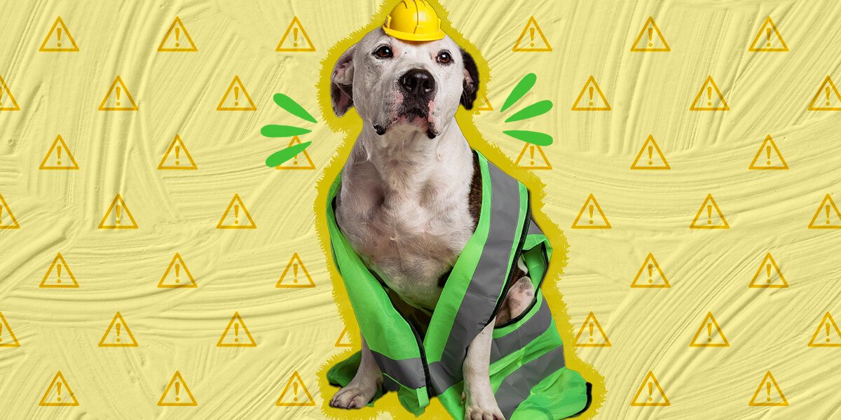 Dodo Proof How To Dog-Proof Your Home: 7 Life-Saving Improvements, According To An ...