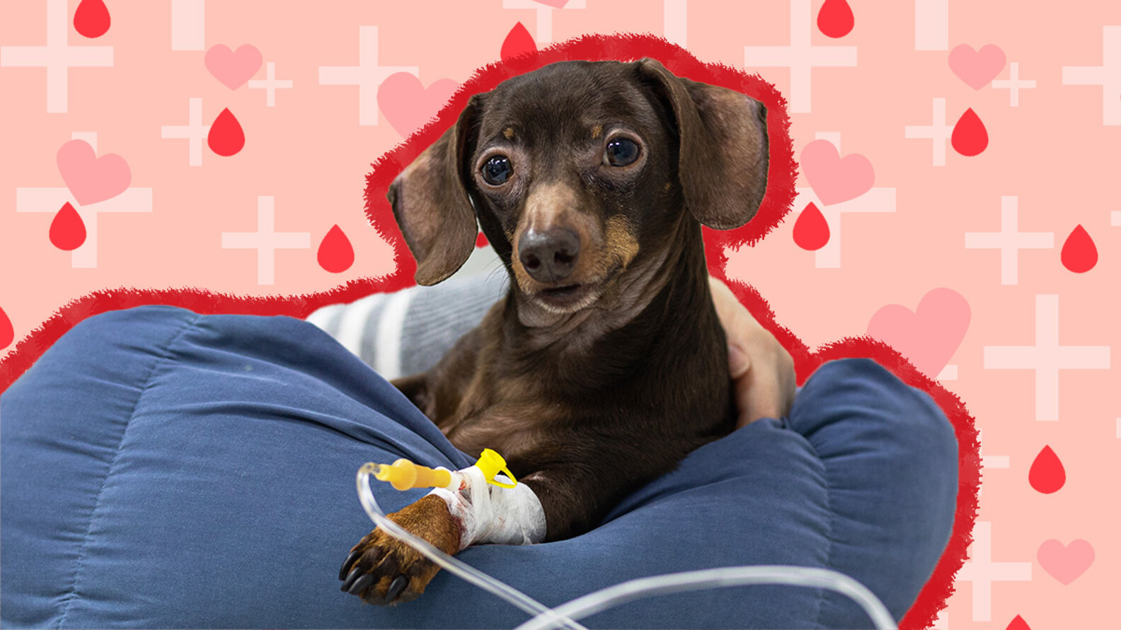 What To Do If Another Dog Bites Your Pet, According To An ER Vet