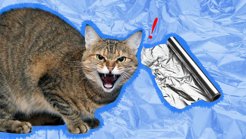 Why Do Cats Hate Aluminum Foil So Much? A Vet Explains - DodoWell - The Dodo