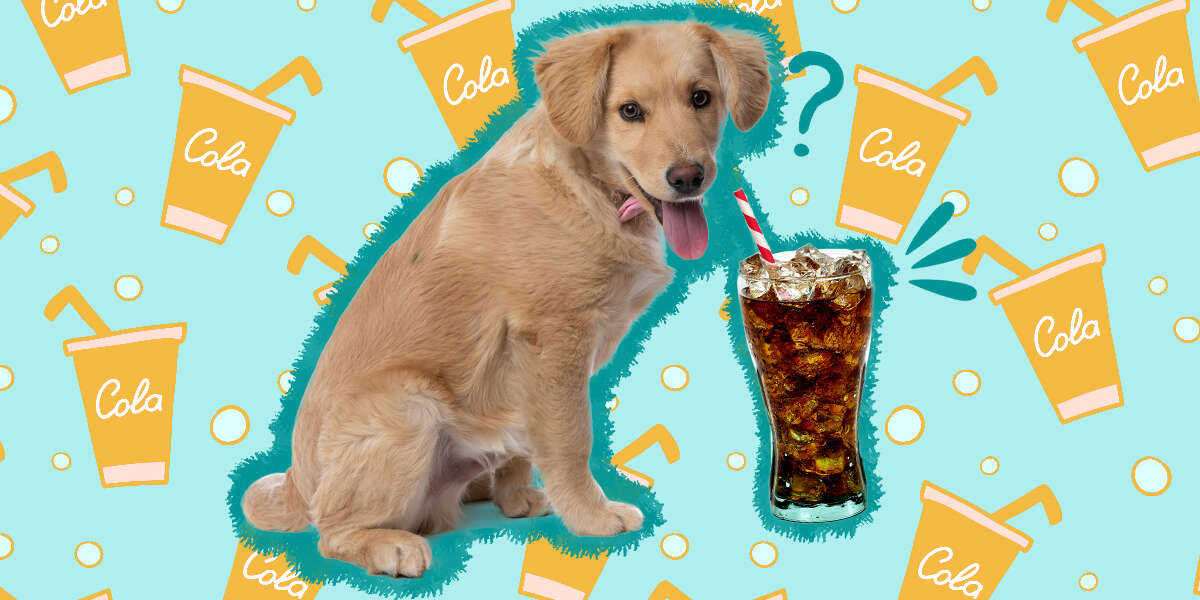 can dogs drink coke