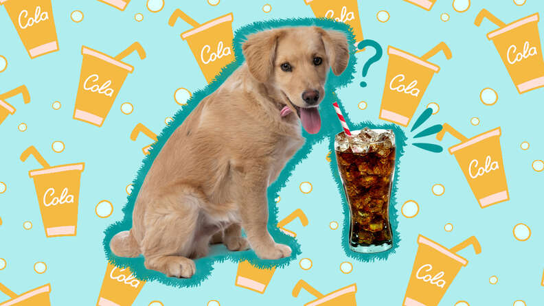 can dogs drink soda