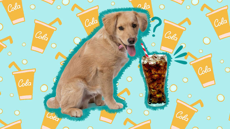 Can Dogs Drink Soda? - DodoWell - The Dodo