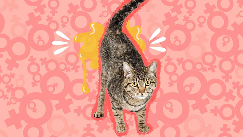 Do Female Cats Spray DodoWell The Dodo