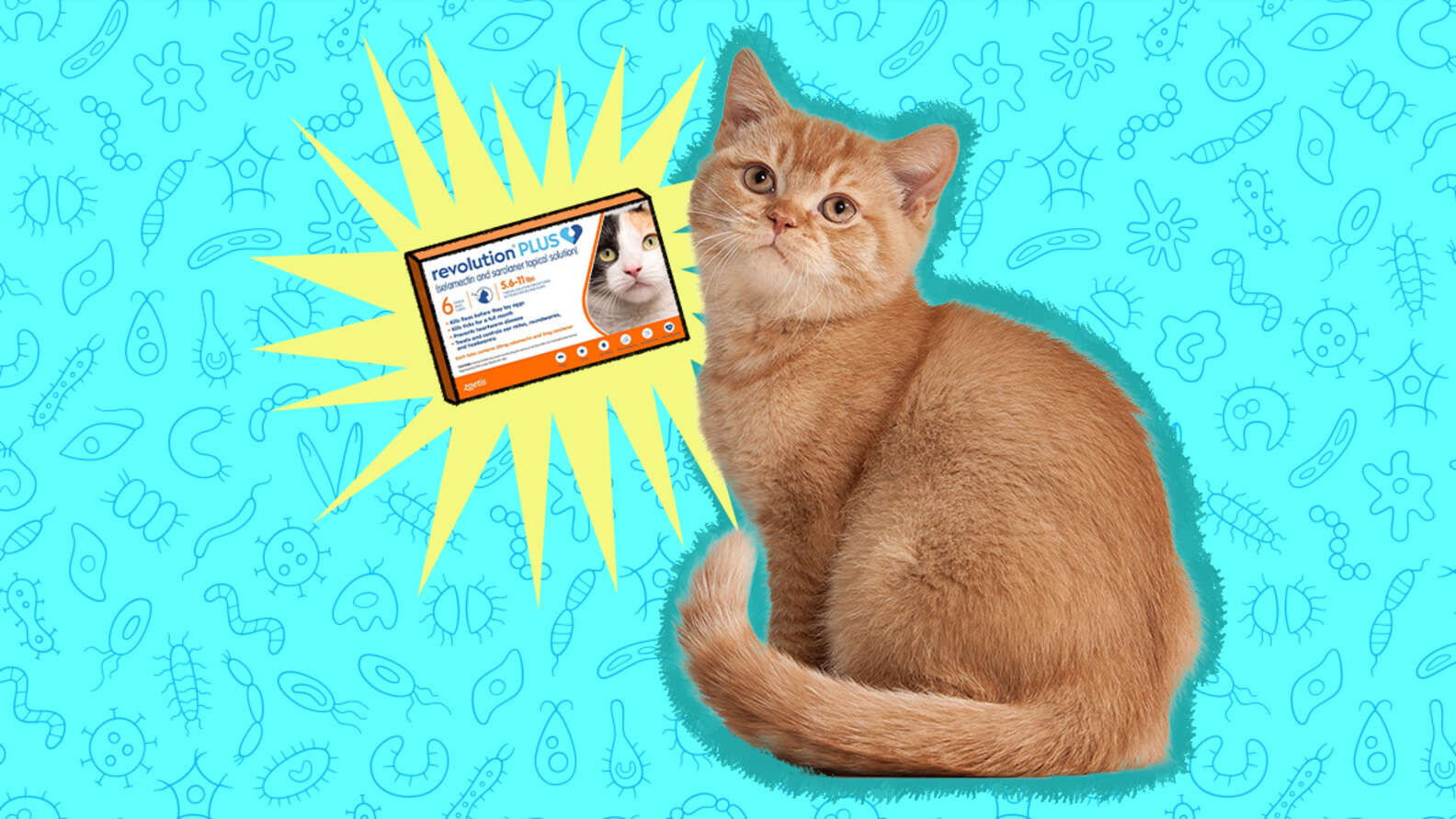Parasite Prevention For Cats DodoWell The Dodo