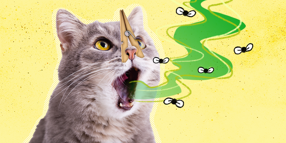 Bad Breath In Cats: What Causes It And How To Treat It - DodoWell - The ...