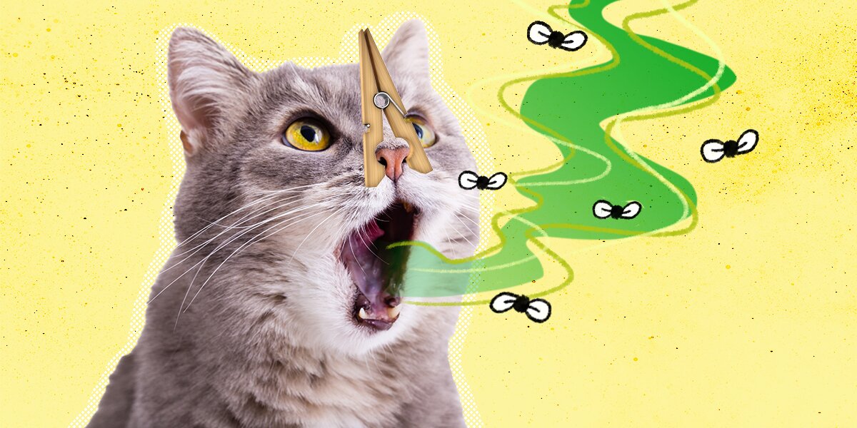 Bad breath in cats cure Clearance