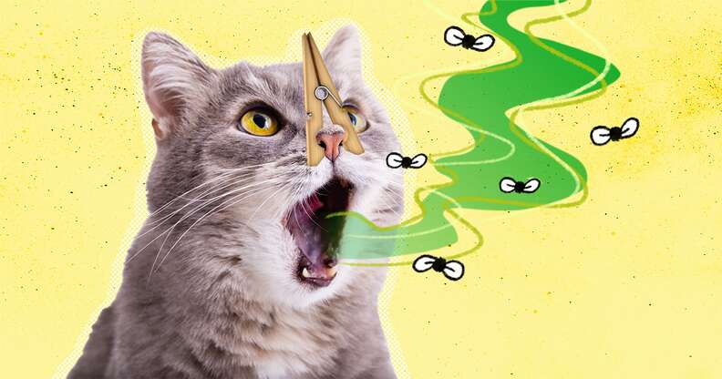 Cat treats shop for bad breath