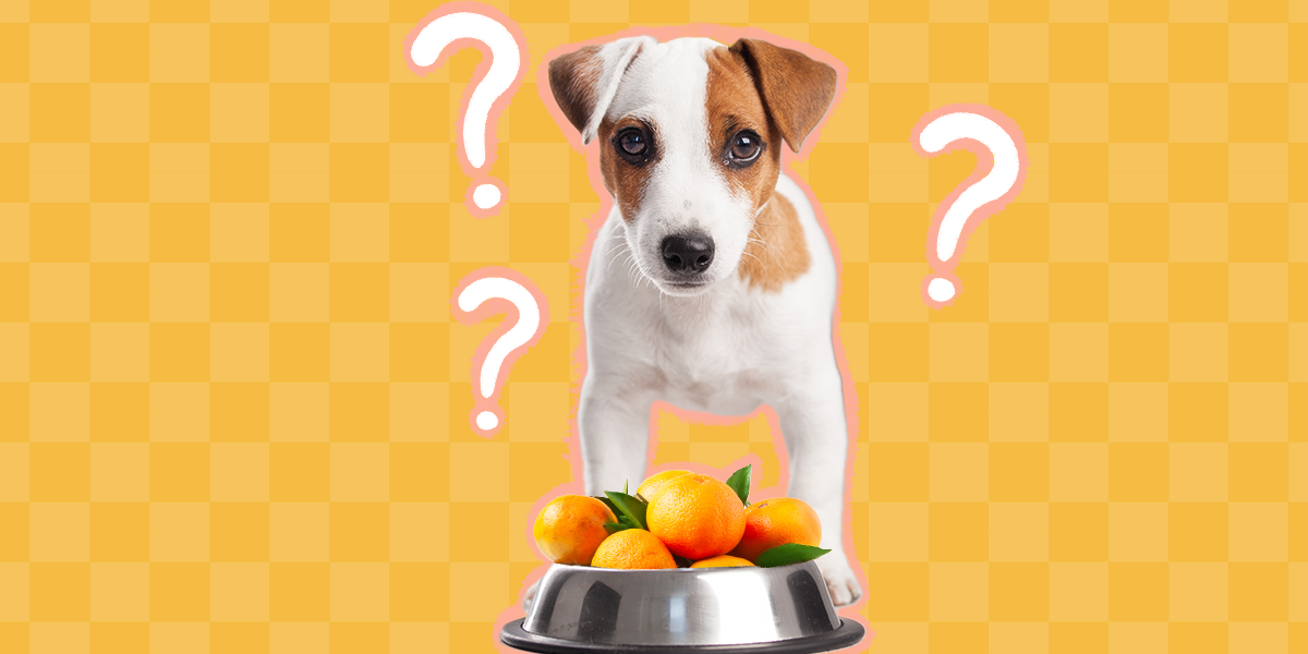 Can Dogs Eat Oranges? DodoWell The Dodo