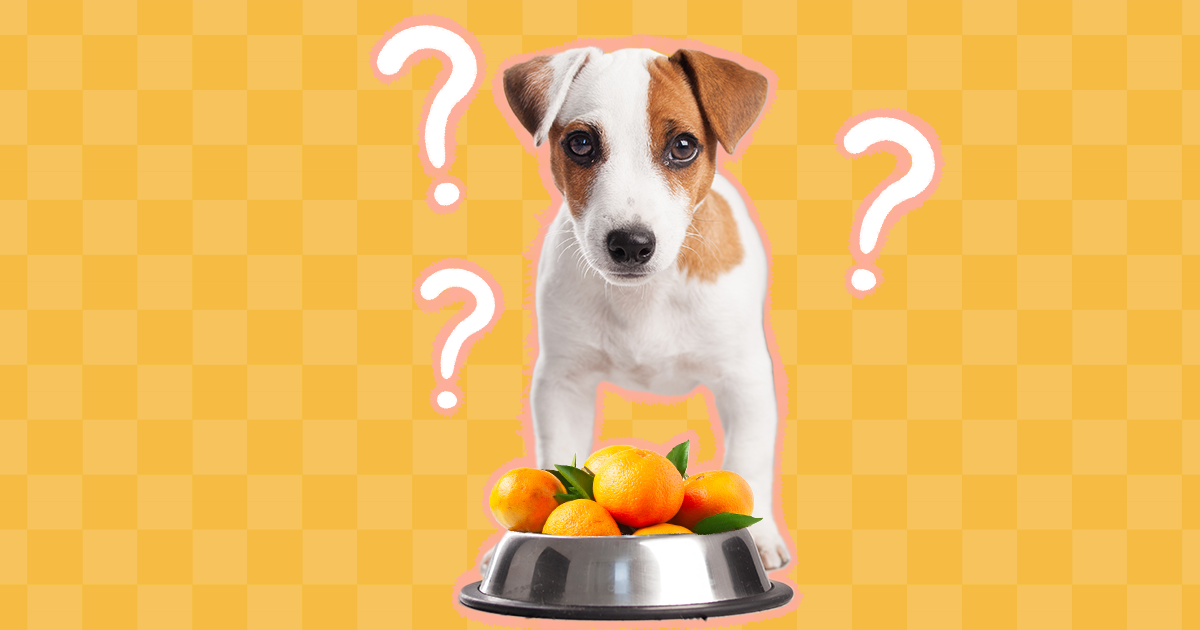 Should dogs 2025 eat oranges