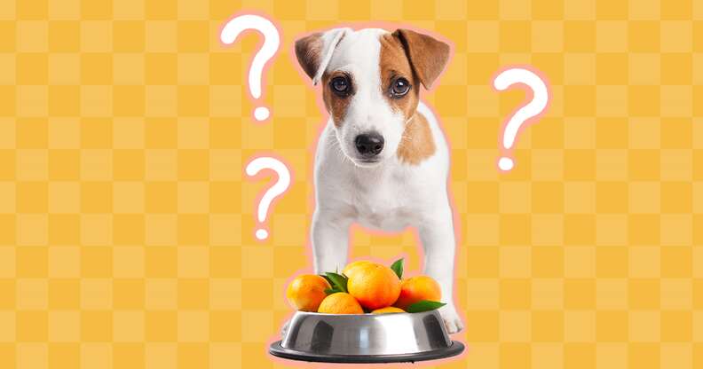 are oranges good for a dog