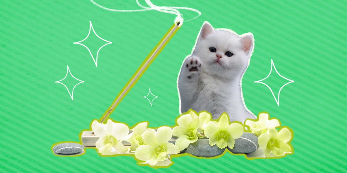 Is Incense Bad For Cats? DodoWell The Dodo