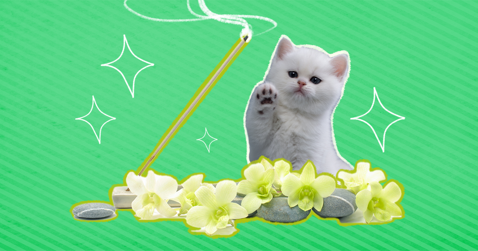 Is Incense Bad For Cats DodoWell The Dodo