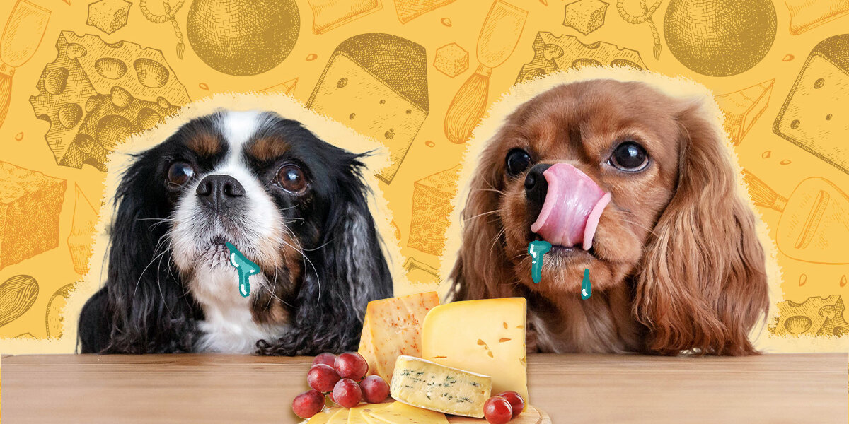 Cheese ok for dogs to eat hot sale