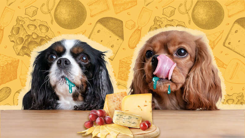 Can dog eat cheese