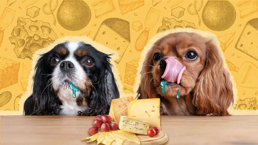 Can dogs deals eat cheese sticks