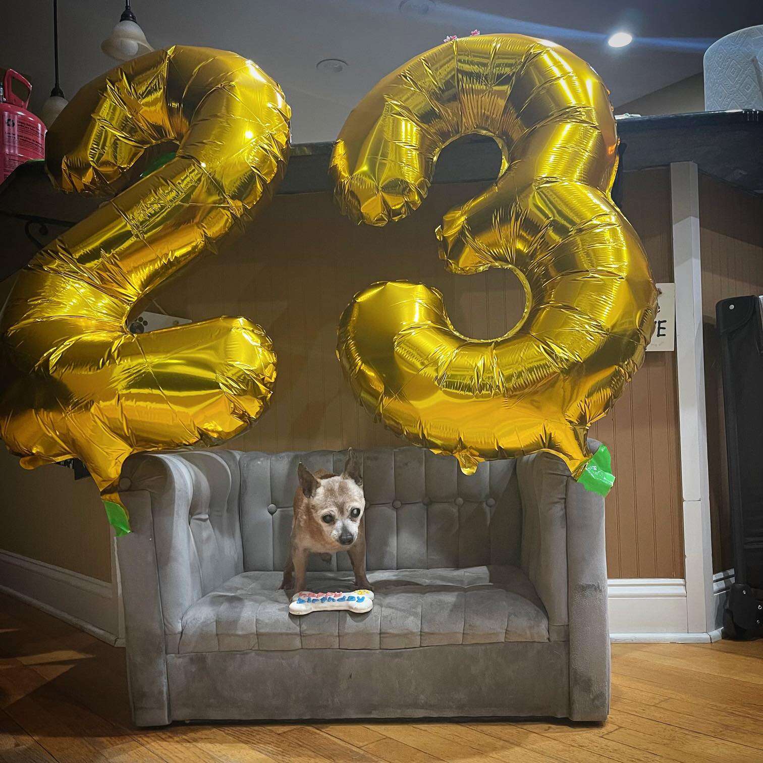 Chihuahua celebrates his 23rd birthday