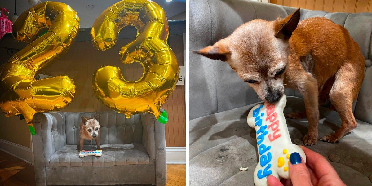 Former abused dog Louis Vuitton celebrates 13th Birthday