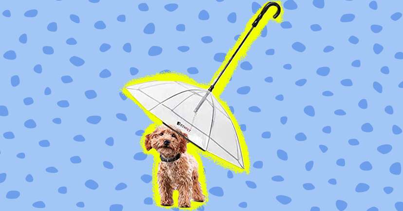 Dog sales breed umbrellas
