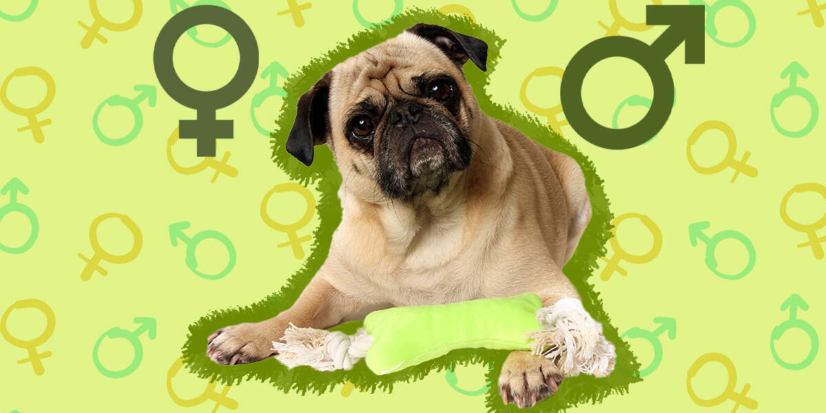 Do Dogs Prefer A Certain Gender?