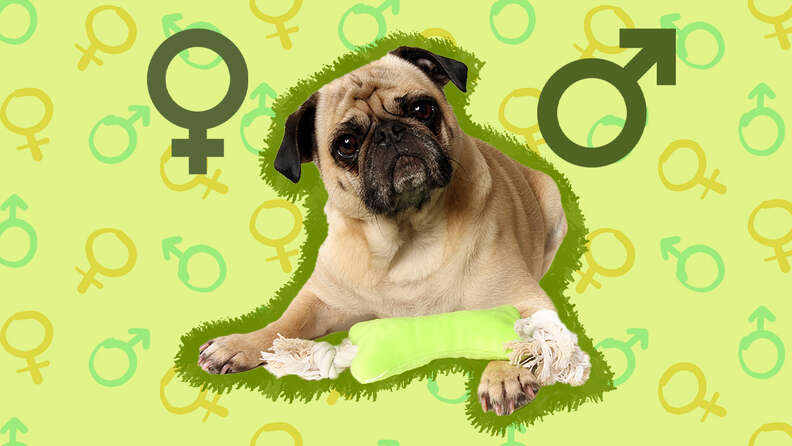 do dogs prefer a certain gender