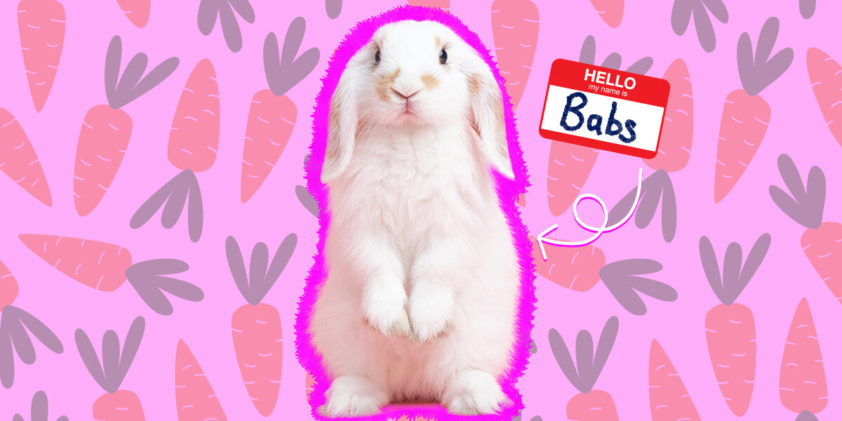 100+ Bunny Names For Your Adorable Rabbit - DodoWell - The Dodo